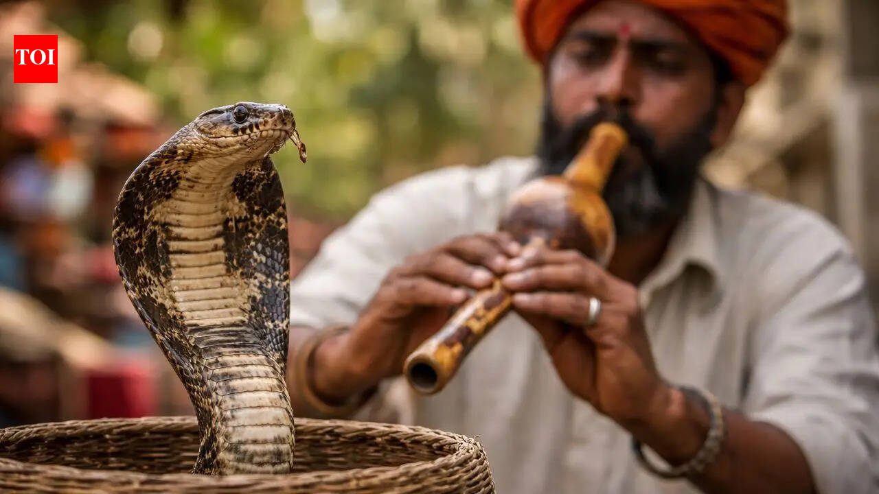 Do snakes really hear the flute: The truth behind the snake charmer myth