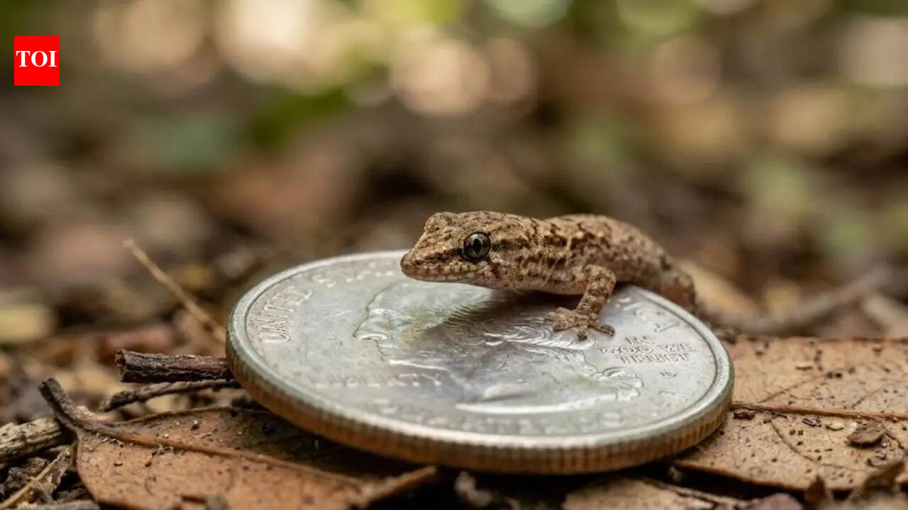 Jaragua Dwarf Gecko: World’s smallest lizard at just 16 millimetres that can fit on a coin