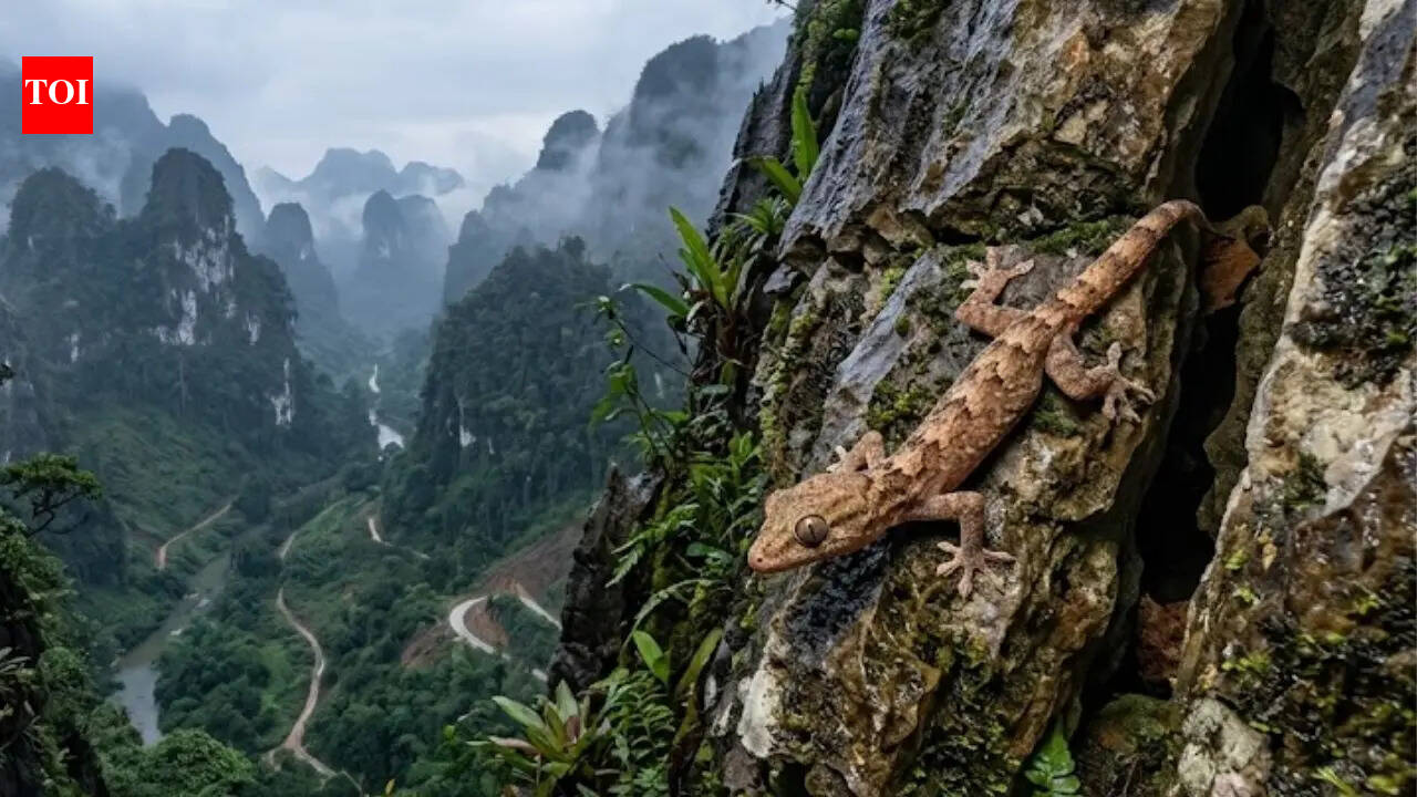 A new gecko species has been found in Vietnam, and its survival is already at risk