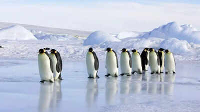 Emperor penguins listed as endangered species: IUCN