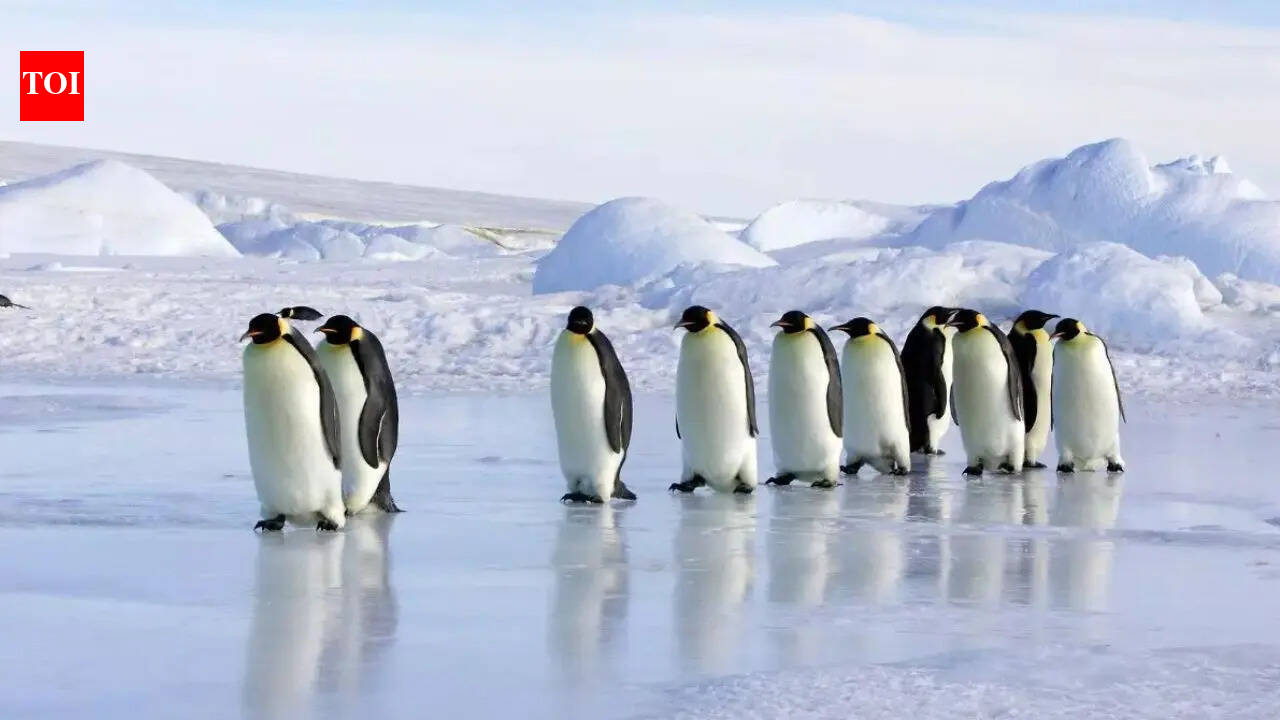 Emperor penguins listed as endangered species: IUCN