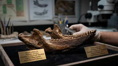 Scientists baffled by 275-million-year-old living fossil in Brazil with ‘cheese-grater’ teeth