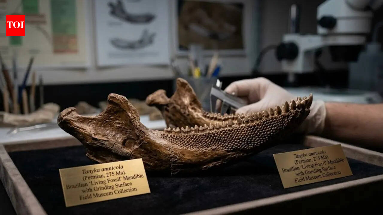 Scientists baffled by 275-million-year-old living fossil in Brazil with ‘cheese-grater’ teeth