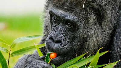 'Cherry tomatoes and beets': World's oldest captive gorilla 'Fatou' celebrates 69th birthday at Berlin Zoo