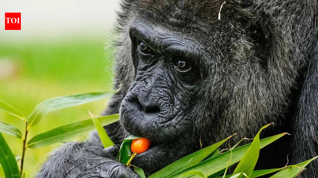 'Cherry tomatoes and beets': World's oldest captive gorilla celebrates 69th birthday at Berlin Zoo