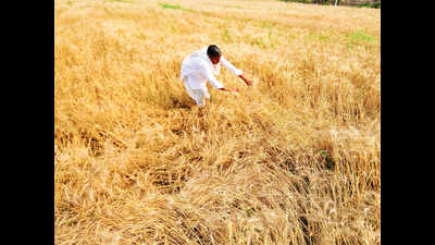 Fertilizer supply concerns grow; govt warns against hoarding