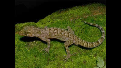 Gecko species discovered near Raimona National Park