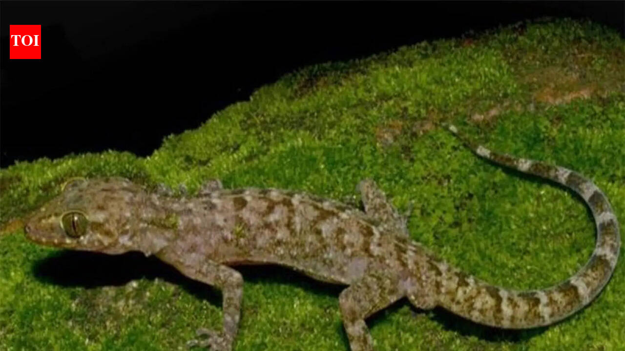 Gecko species discovered near Raimona National Park