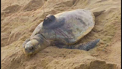 Sat data shows inter-rookery movement of Ridleys for nesting