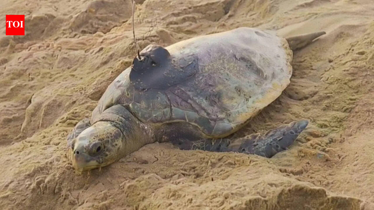Sat data shows inter-rookery movement of Ridleys for nesting