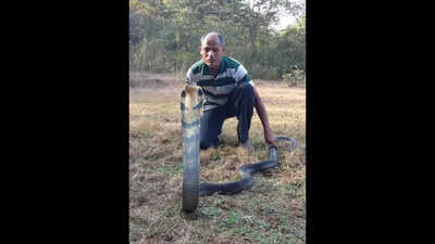 Valpoi-based tailor turned snake saviour rescues 89 king cobras
