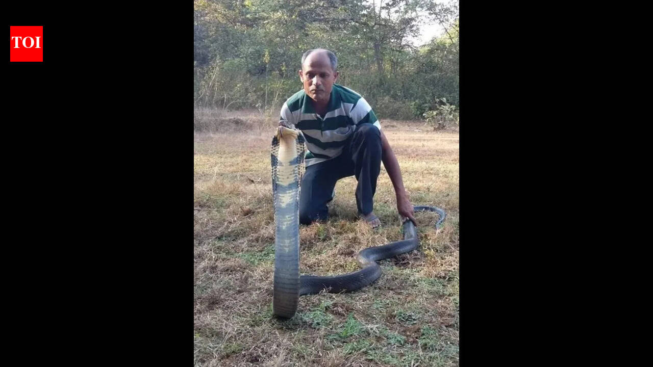 Valpoi-based tailor turned snake saviour rescues 89 king cobras