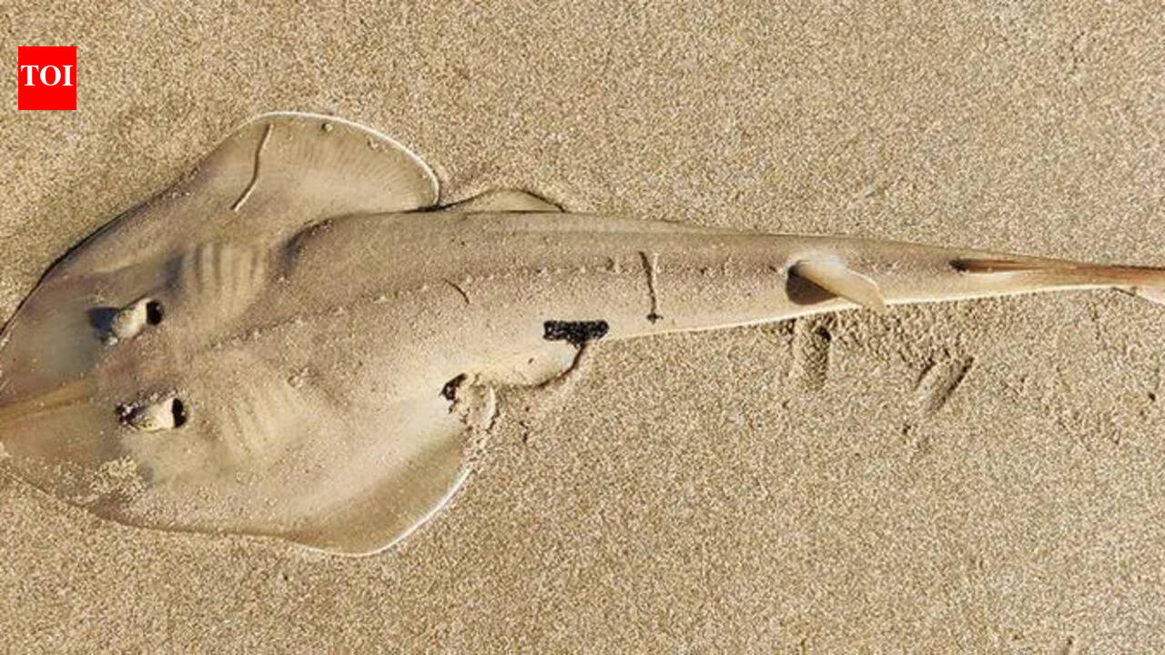 Bycatch, habitat loss threaten widenose guitarfish popn along state’s shoreline
