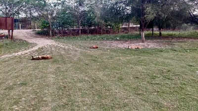 Two years on, Noida’s ‘Kushti’ village waits for roads, sports infra and drainage