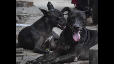 LMC plans 1k-capacity dog shelter to curb bite cases