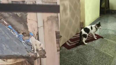 Cat romance sparks chaos: Bengaluru neighbours lock horns over newborn kittens