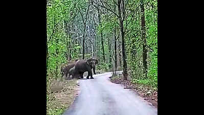 'Hello! go slowly’: Human voices guide elephants back to Chhattisgarh forest in Raigarh