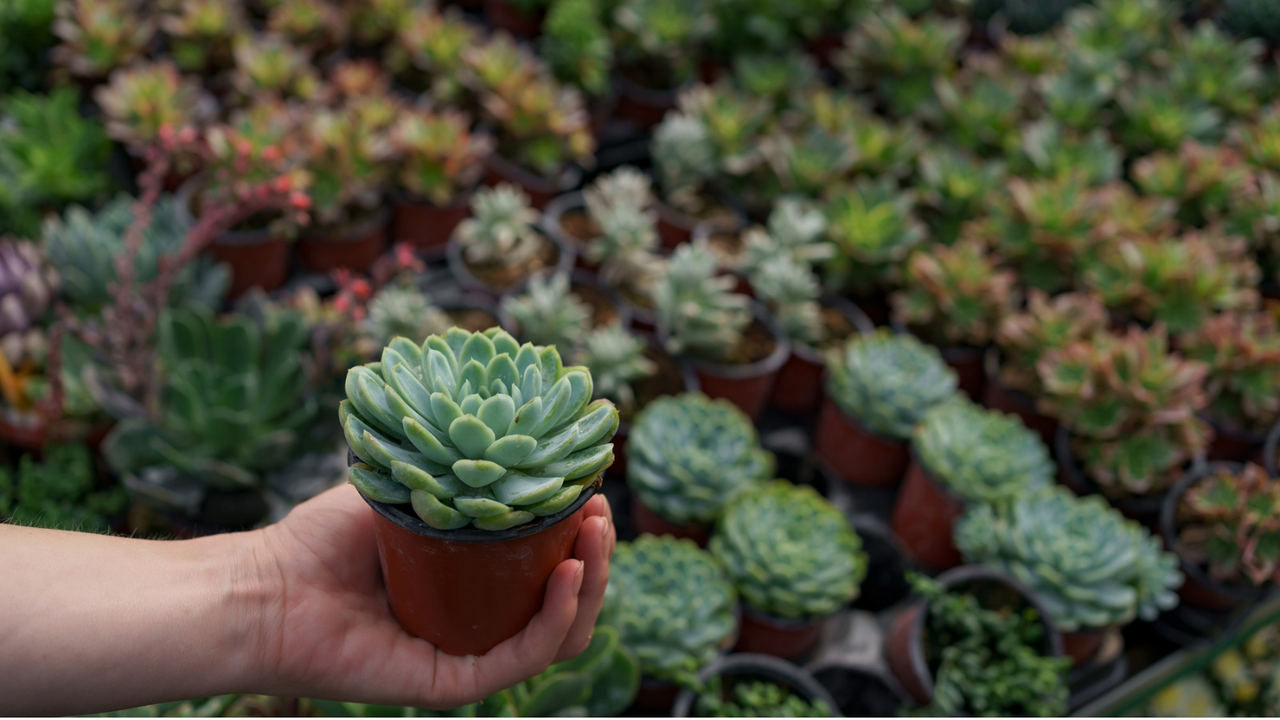 How to Grow Succulents: A Complete Beginner’s Guide