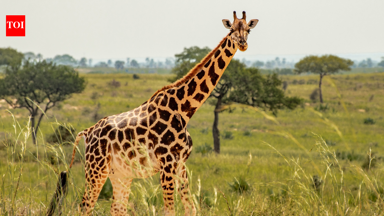 Why giraffes have horns: The bizarre feature that decides their love ...