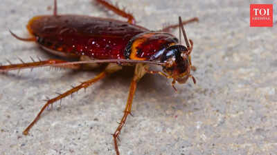 Saw a cockroach at home? Here's what it means and how to get rid of them