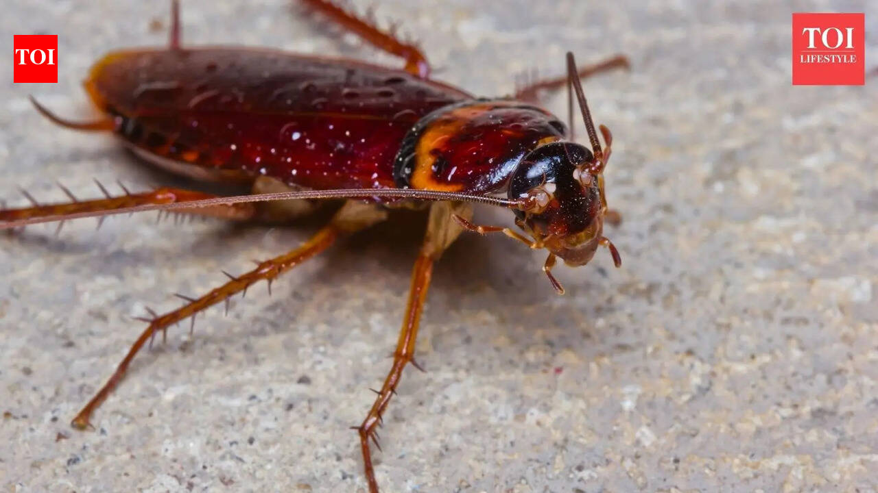 Saw a cockroach at home? Here’s what it means and how to get rid of them