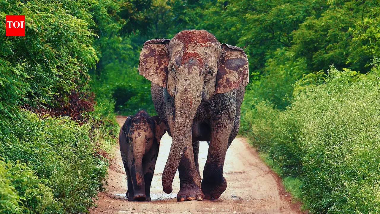 Why are wildlife enthusiasts heading to Jim Corbett National Park in April?