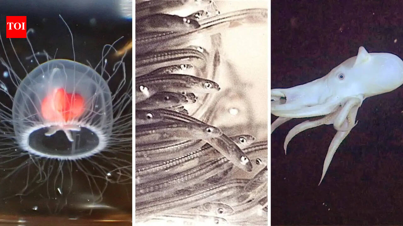 10 mysteries hidden beneath the ocean floor that scientists still can’t explain