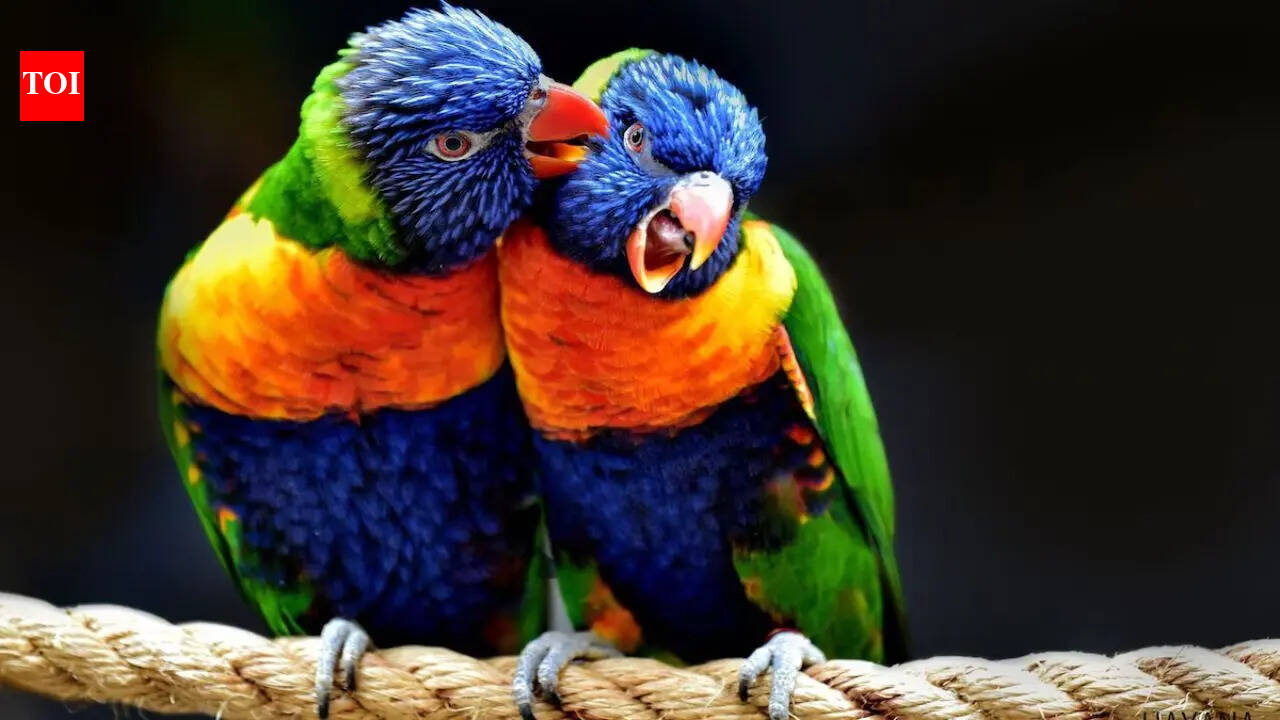 Parrots don’t just mimic humans, they actually ‘talk’ to each other: Study