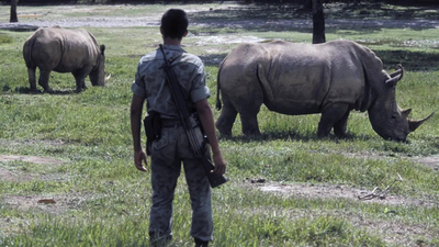 Colombia to kill 80 wild hippos once owned by Pablo Escobar: Why are Africa's giants being hunted?