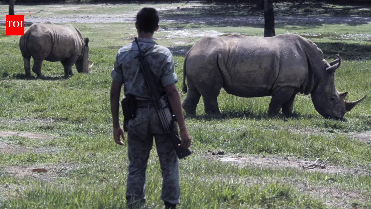 Colombia to kill 80 wild hippos once owned by Pablo Escobar: Why are the African giants being killed?