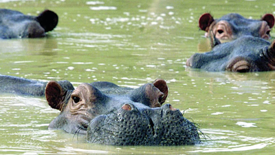 Colombia kills 80 of Pablo Escobar's wild hippos: Why are African giants being killed?