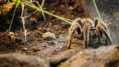 Tarantulas don’t wander aimlessly: Here’s how they remember their hunting spots