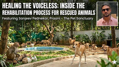 Healing the voiceless: Inside the rehabilitation process for rescued animals