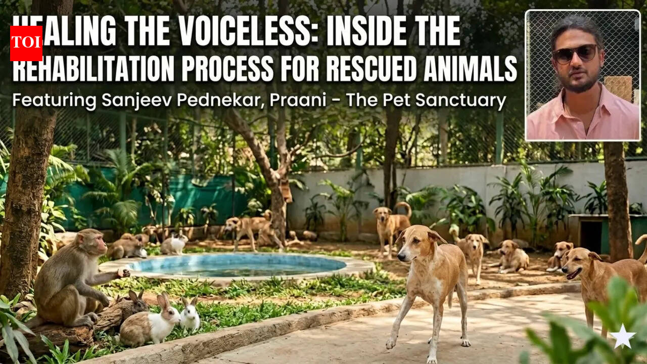 Healing the voiceless: Inside the rehabilitation process for rescued animals