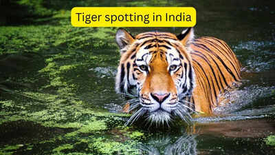 5 national parks in India where chances of spotting a tiger is between 70–90 percent; India's most reliable safaris to see the big cat