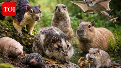 Degu pet business UK: Man quits job to build niche brand for rare rodents