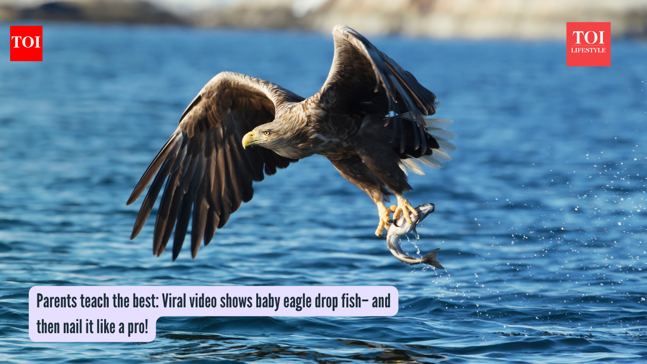 Parents teach the best: Viral video shows baby eagle drop fish– and then nail it like a pro!