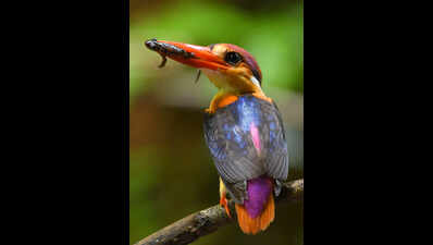 Goa photographer documents nesting cycles of oriental dwarf kingfisher