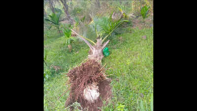 'Like an earthmover': Omkar's night raid devastates young coconut grove