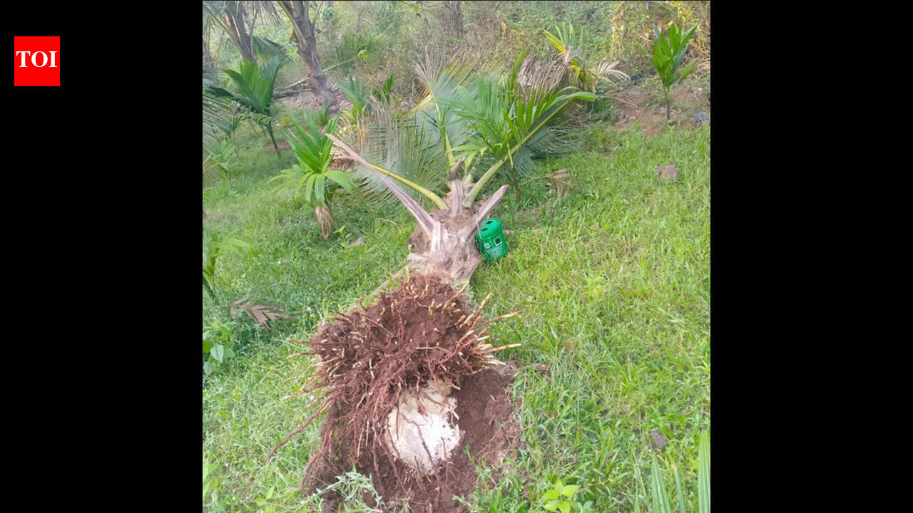 ‘Like an earthmover’: Omkar’s night raid devastates young coconut grove