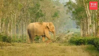  Elephant mother refuses to leave dead calf; heartbreaking video goes viral