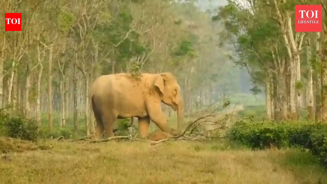 Watch: Elephant mother refuses to leave dead calf; heartbreaking video goes viral