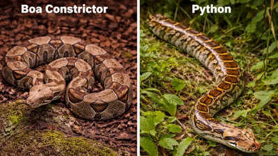 Python vs Boa Constrictor: How these lookalike snakes differ in anatomy, behavior, and habitat