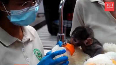 Baby monkey in Mexican zoo clings to teddy bear for comfort; internet recalls Japan’s Punch