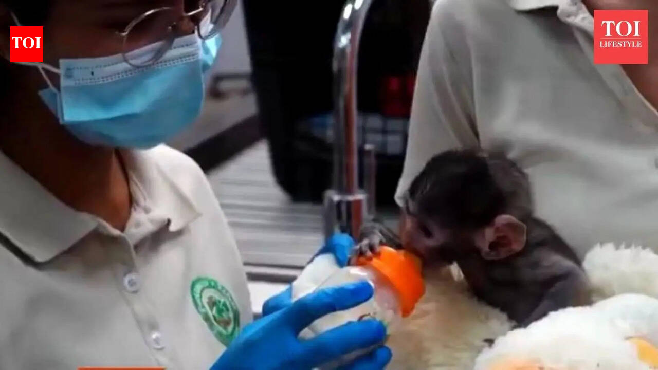 Baby monkey in Mexican zoo clings to teddy bear for comfort; internet recalls Japan’s Punch