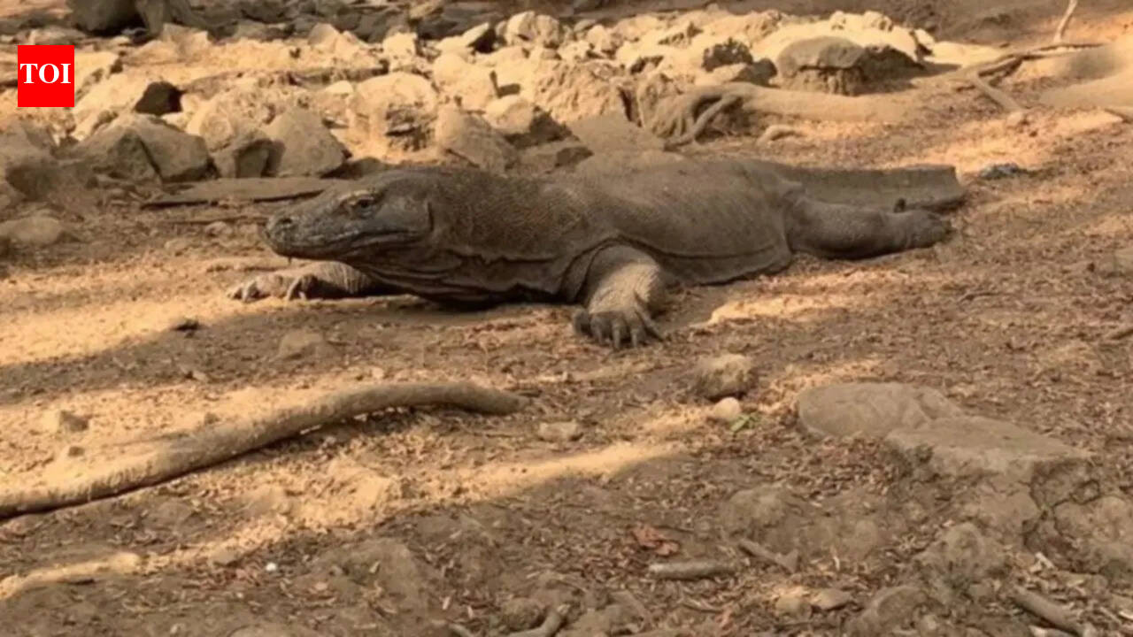 Indonesia police arrest six for Komodo dragon smuggling