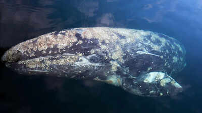 Gray whales dying in San Francisco Bay at an alarming rate: What’s causing this unusual trend