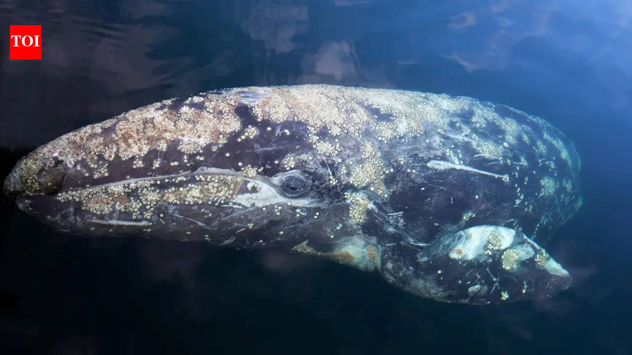 Gray whales dying in San Francisco Bay at an alarming rate: What’s causing this unusual trend