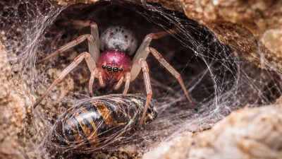 Pink Floyd spider: Newly discovered species can devour prey six times its size