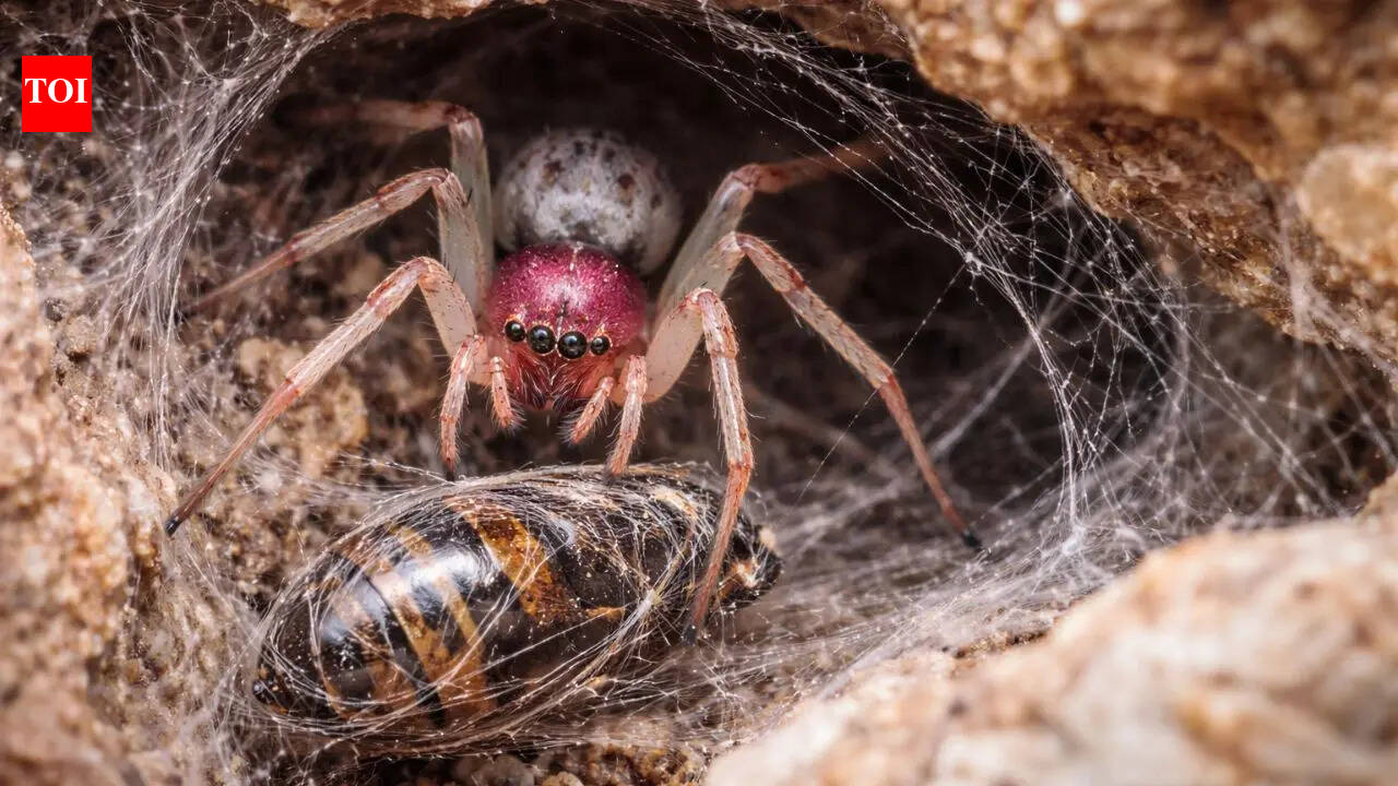 Pink Floyd spider: Newly discovered species can devour prey six times its size